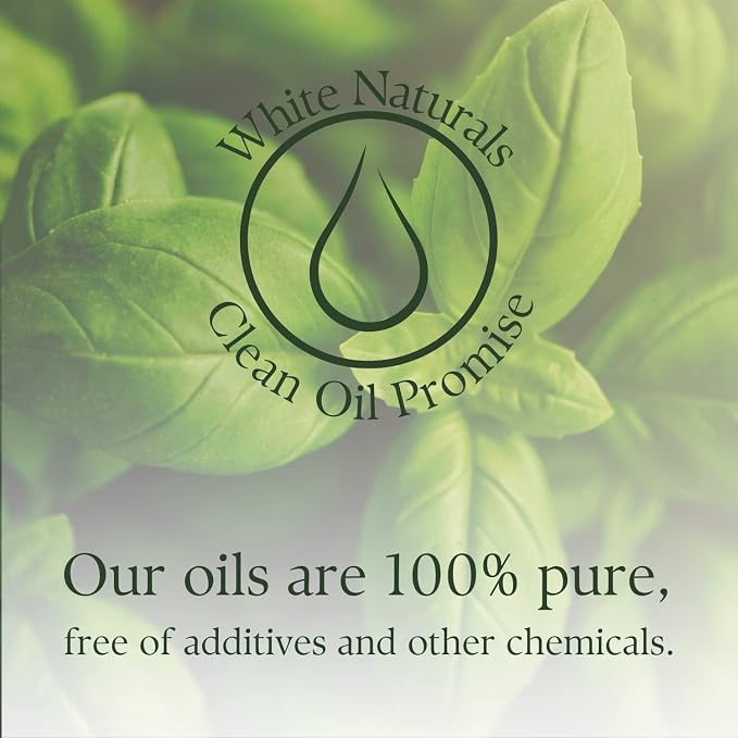 Basil Essential Oil,100% Pure & Natura, Therapeutic Grade Basil Oil for Aromatherapy, Great for Skin, Massage, Diffuser Candle & Soap Making, Plant Therapy 1 oz Bottle with Dropper