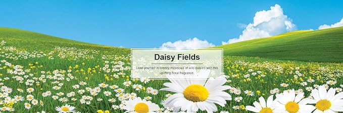 LITTLE TREES 076171673473 Daisy Fields Hanging Paper Tree for Home or Car, 6 Pack