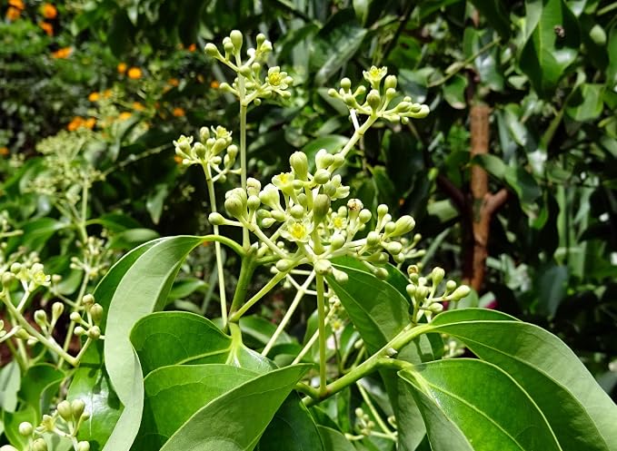 ArOmis Organic Cinnamon Leaf Essential Oil - 100% Pure Therapeutic Grade - Undiluted, Premium Oil - 150 Micron Filtered, Perfect for Aromatherapy Diffusers (10ml / .34 fl oz)