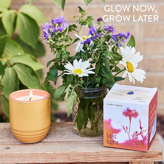 Modern Sprout Garden Vibes - 6 Oz Soy Candle Planter - Last Light - 2-Pack | 2 in 1 Soy Candles -6 oz w/40-hr Burn- Bug-Repelling Citronella,Rosemary, Cedarwood, Mint-Reusable Vessel as Marigold Planter