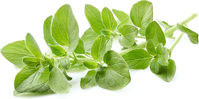 US Organic 100% Pure Oregano Essential Oil - USDA Certified Organic, Steam Distilled (15 ml)