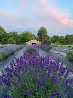 Lavender Soy Candle by Fairy Greens | Handmade Natural Lavender Oil & Soy Wax | Aromatherapy Candle | Long Lasting Candle |All-Natural Lavender Candle | Sleep Well Lavender Candles For Home | 8 oz Tin