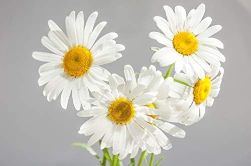 ArOmis German Chamomile (Blue) Essential Oil - 100% Pure Therapeutic Grade - 5ml (0.17 Fl Oz), Undiluted, Premium, Oils Perfect for Aromatherapy