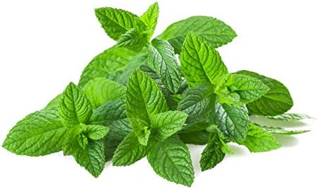 US Organic 100% Pure Spearmint Essential Oil - USDA Certified Organic, Steam Distilled - W/Euro droppers (More Size Variations Available) (15 ml / .5 fl oz)