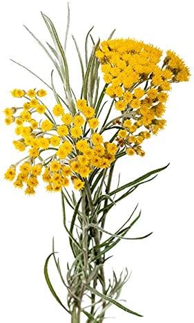 ArOmis Organic Helichrysum Gymnocephalum Essential Oil - Helichrysum G. - Unique Curcumene and Eugenol-Rich Aroma - 100% Pure & Undiluted - 10ml (.34 fl oz)