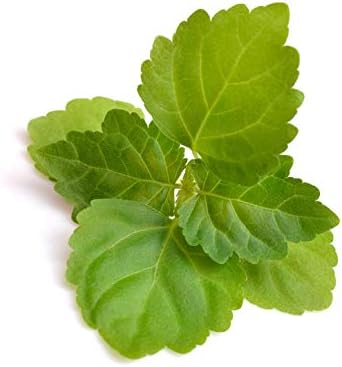 US Organic 100% Pure Patchouli Essential Oil - USDA Certified Organic, Steam Distilled - W/Euro droppers (More Size Variations Available) (30 ml / 1 fl oz)