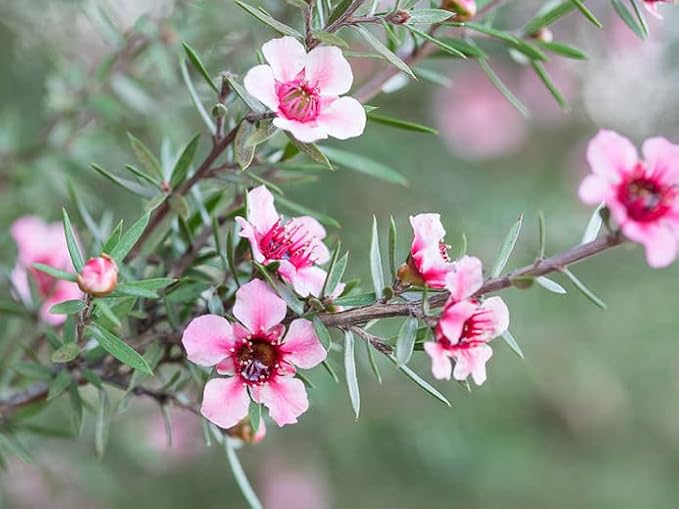 Manuka Essential Oil - New Zealand - 100% Pure and Natural, Undiluted - Promotes Natural Solution for Relaxation with Soothing, Fresh and Earthy Aroma - 0.17 fl oz (5ml)