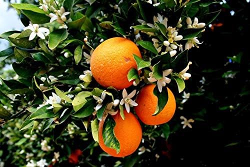 ArOmis Neroli Essential Oil - 100% Pure Therapeutic Grade - Undiluted, Premium Oil - 150 Micron Filtered, Perfect for Aromatherapy Diffusers (10ml / .34 fl oz)