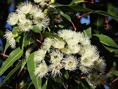 ArOmis Eucalyptus Globus Essential Oil - Certified Organic - 100% Pure Therapeutic Grade - Undiluted, Natural, Premium, Massage Oil, Oils Perfect for Aromatherapy, Diffuser