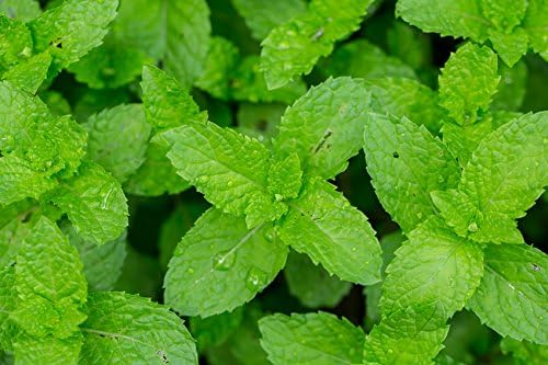 US Organic 100% Pure Peppermint Essential Oil - USDA Certified Organic - 15 ml Pack of 2 - w/Improved caps and droppers (More Size Variations Available)