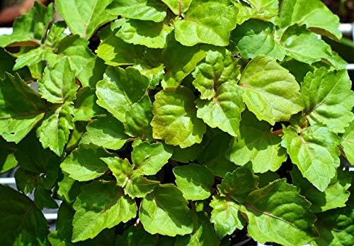 US Organic 100% Pure Patchouli Essential Oil - USDA Certified Organic, Steam Distilled - W/Euro droppers (More Size Variations Available) (30 ml / 1 fl oz)