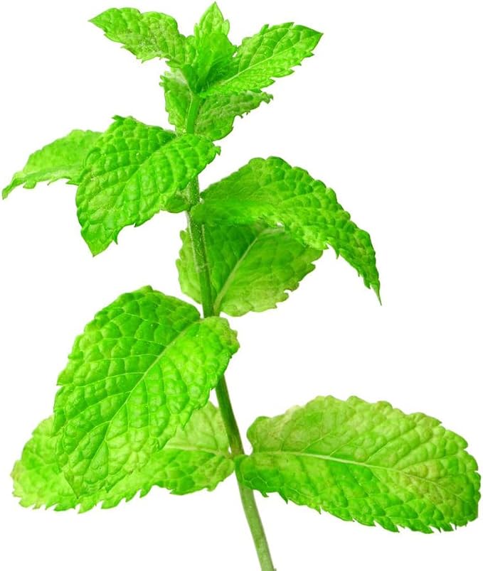 ArOmis Organic Peppermint Essential Oil - 100% Pure Therapeutic Grade - Undiluted, Premium Oil - 150 Micron Filtered, Perfect for Aromatherapy Diffusers (10ml / .34 fl oz)