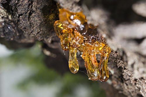 US Organic 100% Pure Frankincense Essential Oil, USDA Certified Organic, Steam Distilled, Boswellia serrata, Sourced from India, Topically or in Diffuser, Perfect for Aging Skin, All skin type (15 ml)