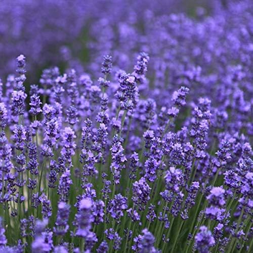 ISLE OF SKYE Small Lavender Tumbler Candle, 1 EA