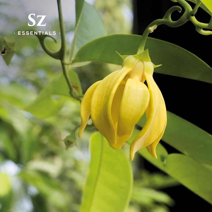 Ylang Ylang Essential Oil - First Distillation Only - Extra Grade - The Real Deal - 100% Pure and Natural - Undiluted - 5ml