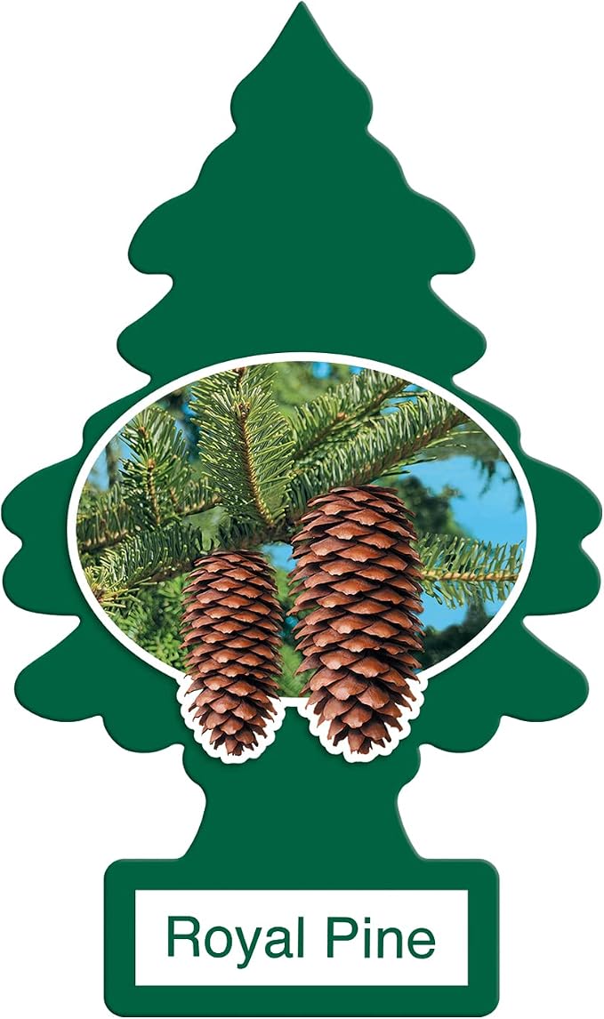 LITTLE TREES Car Air Freshener | Hanging Paper Tree for Home or Car | Royal Pine | 12 Pack