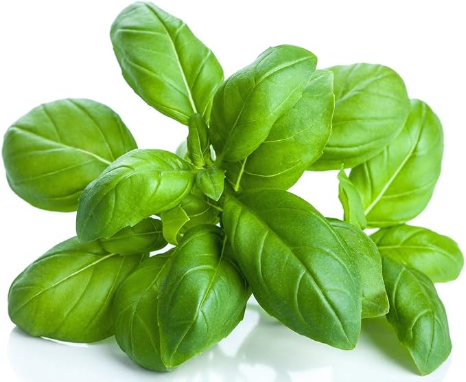 US Organic 100% Pure Basil Essential Oil - USDA Certified Organic, Steam Distilled W/Euro droppers (More Size Variations Available) (30 ml / 1 fl oz)