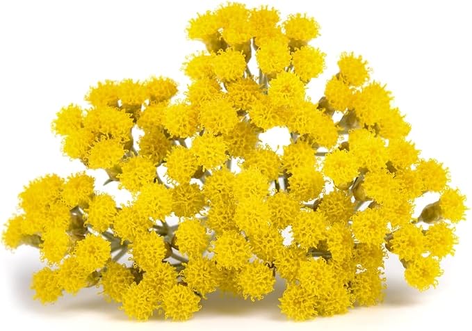 US Organic Helichrysum Essential Oil, USDA Certified Organic, Steam Distilled, Sourced from The Balkan Peninsula, High end Essential Oil (5 ml)