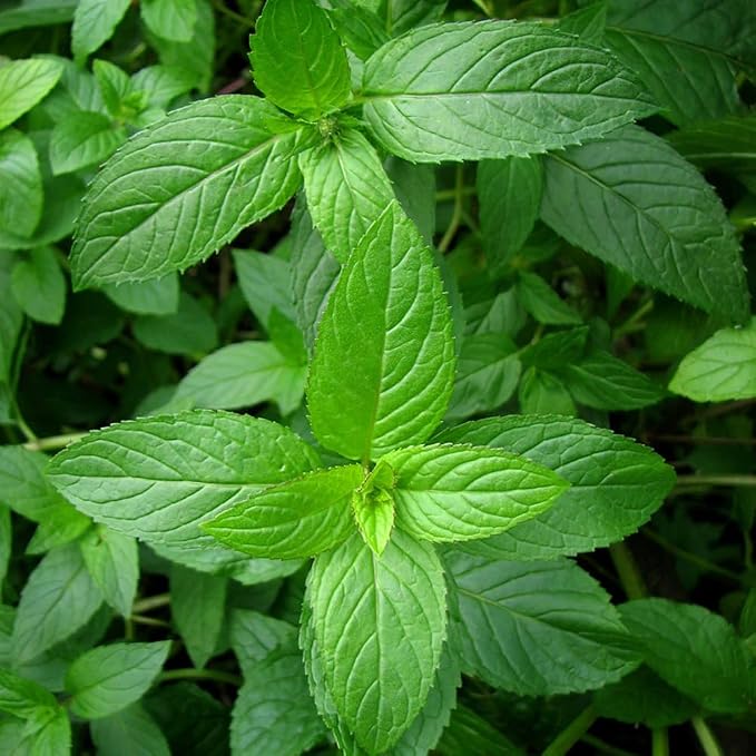 Aromatics International Premium Organic Peppermint Essential Oil 18ml | 100% Pure Essential Oil for Diffusion, Aromatherapy & Wellness Use