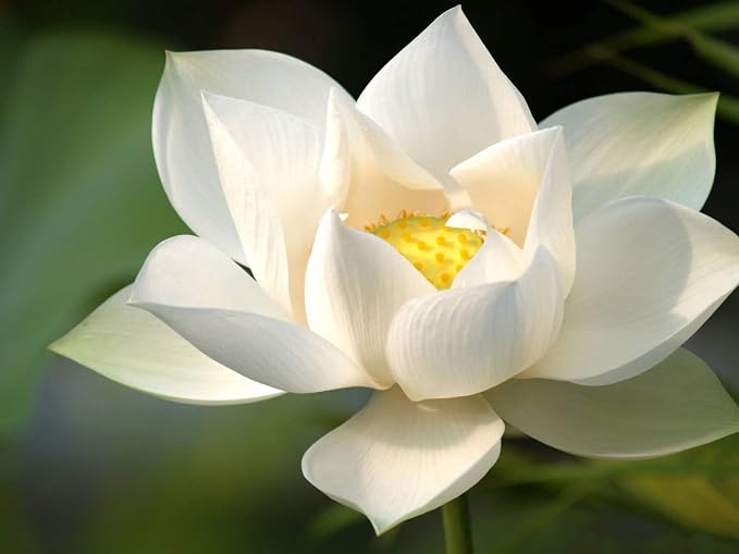 White Lotus Essential Oil 100% Pure, Undiluted Oil - Extracted from Nymphaea Lotus - Delicate & Floral Scent with Musky Overtones - Therapeutic Grade & Vegan - 0.17oz (5ml)