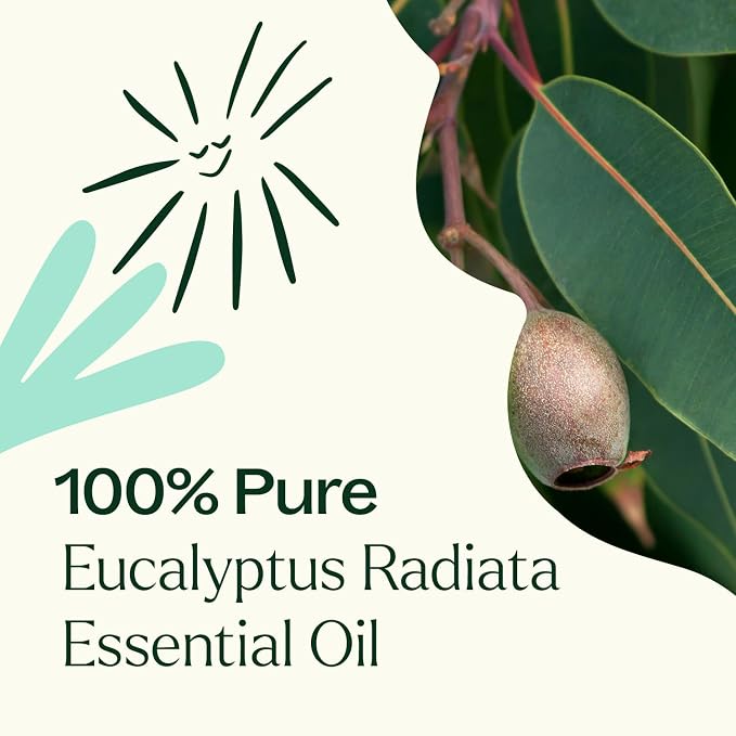 Plant Therapy Eucalyptus Radiata Essential Oil 100 mL (3.3 oz), 100% Pure, Undiluted, for Aromatherapy, Respiratory Support & Focus