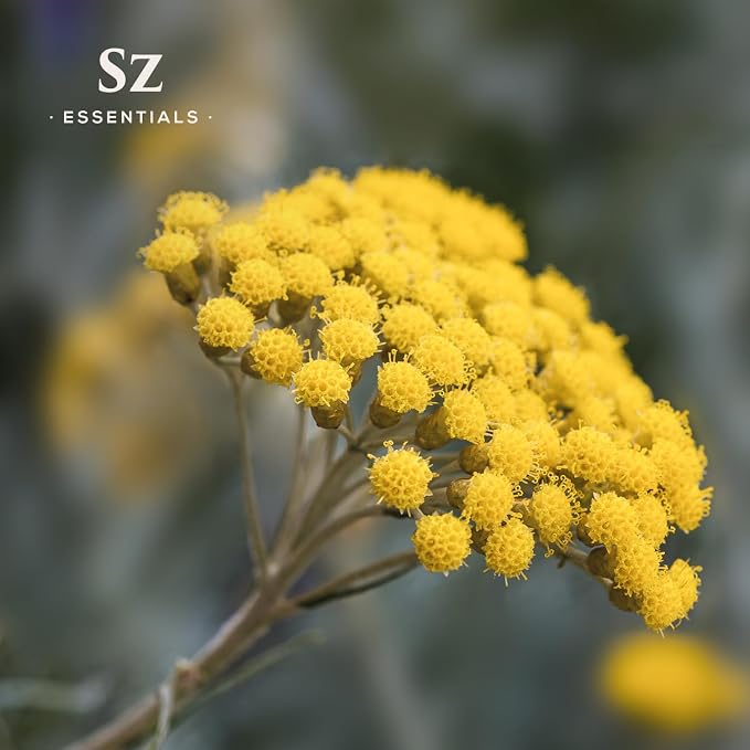 Helichrysum 100% Pure, Essential Natural Oil - Extracted from Helichrysum Italicum Immortelle - Pleasant & Sweet Scent with Floral Overtones - Therapeutic Grade & Vegan - 0.17oz (5ml)