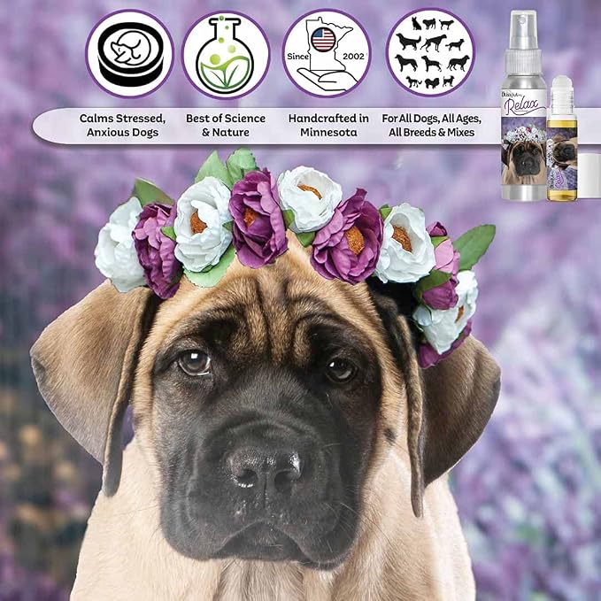 The Blissful Dog Mastiff Relax Dog Aromatherapy Spray for Your Dog's Anxiety