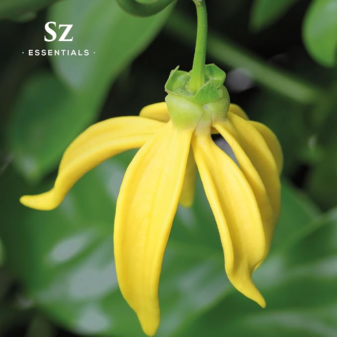 Ylang Ylang Essential Oil - First Distillation Only - Extra Grade - The Real Deal - 100% Pure and Natural - Undiluted - 5ml