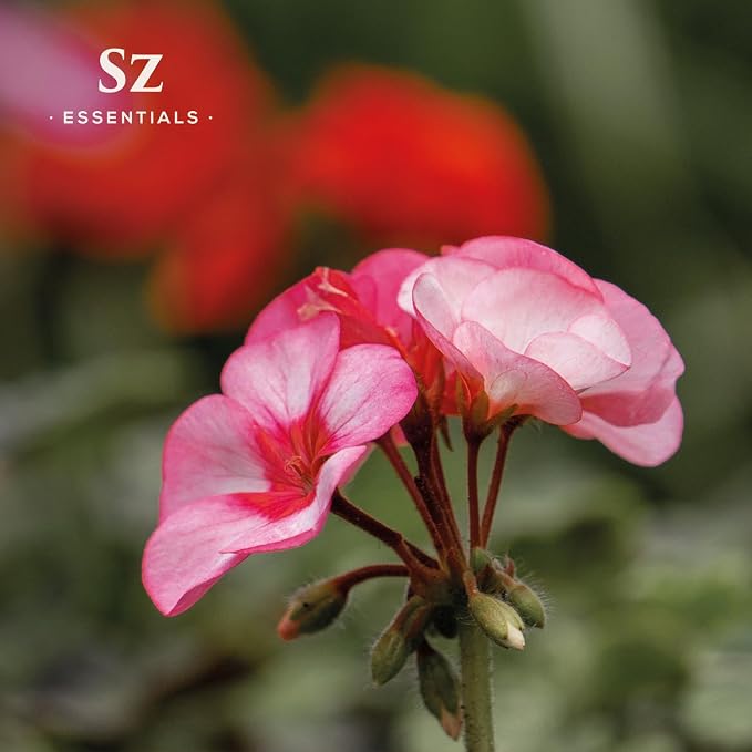 Rose-Geranium Essential Oil - The Real Deal - 100% Pure and Natural - Undiluted - 5ml (0.17 fl oz)