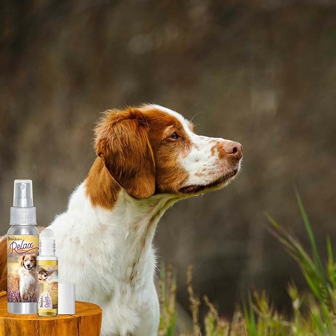 The Blissful Dog Brittany Spaniel Relax Dog Aromatherapy Spray for Your Dog's Anxiety