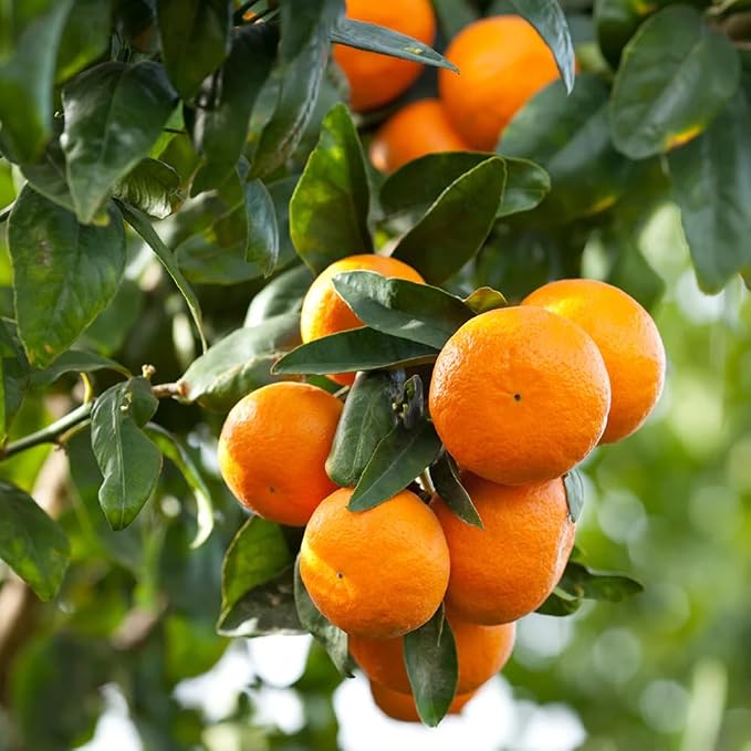 Aromatics International Premium Organic Orange Sweet Essential Oil 5ml | 100% Pure Essential Oil for Diffusion & Aromatherapy