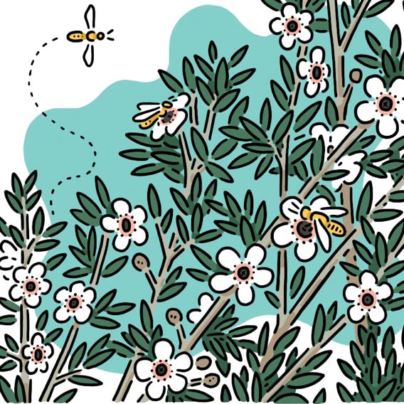Manuka Essential Oil - New Zealand - 100% Pure and Natural, Undiluted - Promotes Natural Solution for Relaxation with Soothing, Fresh and Earthy Aroma - 0.17 fl oz (5ml)