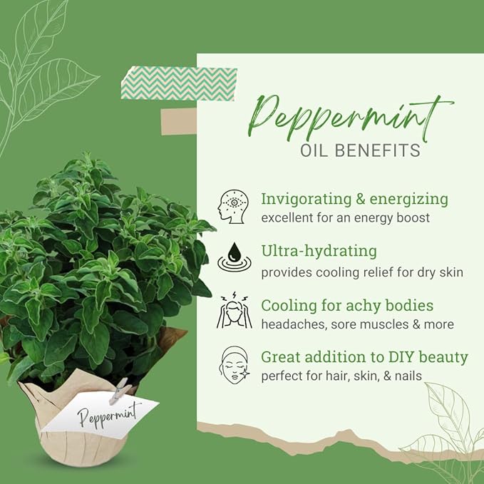 Peppermint Essential Oil (Mentha piperita) – 4 fl oz – Amber Glass Bottle with Cap – 100% Pure & Natural – Premium Therapeutic Grade – GreenHealth