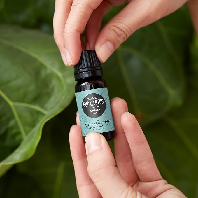 Edens Garden Eucalyptus- Radiata Essential Oil- 100% Pure Premium Grade, Undiluted, Natural, Therapeutic, Aromatherapy, The Best for Diffuser, Laundry, Hair, Humidifiers 30 ml (1 fl oz)