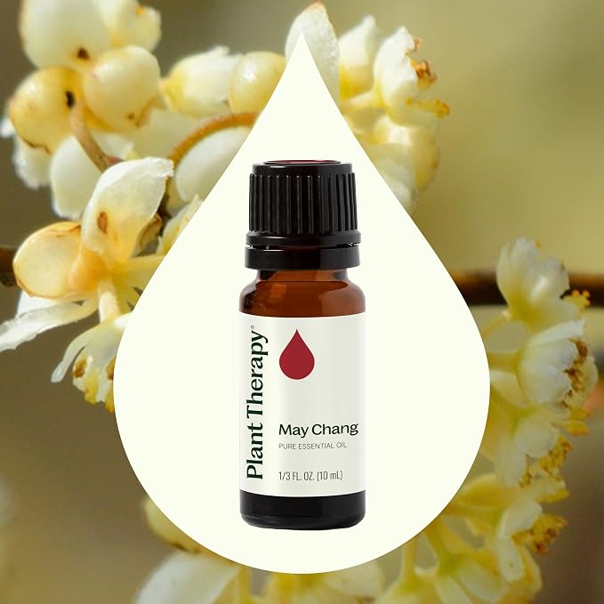 Plant Therapy May Chang Essential Oil 10 mL (1/3 oz) 100% Pure, Undiluted, Litsea Cubeba, Aromatherapy, Clear Skin, Energy, and Digestion Support