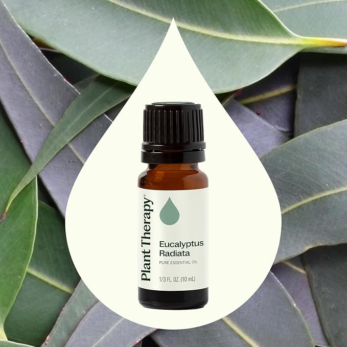 Plant Therapy Eucalyptus Radiata Essential Oil 10 mL (1/3 oz), 100% Pure, Undiluted, for Aromatherapy, Respiratory Support & Focus