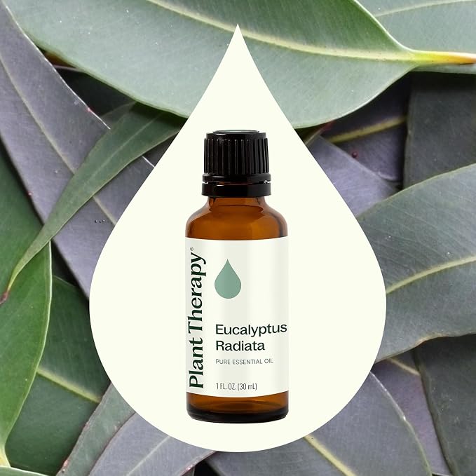 Plant Therapy Eucalyptus Radiata Essential Oil 30 mL (1 oz), 100% Pure, Undiluted, for Aromatherapy, Respiratory Support & Focus