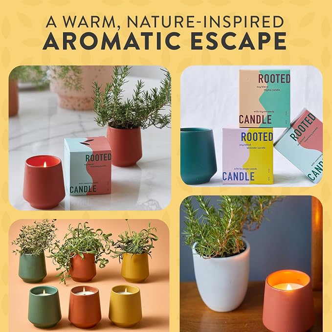 Modern Sprout Soy Candle Planter - Grows Lavender -Cedarwood Scent - 2-Pack | 2 in 1 Soy Candle - 6 oz w/42-hr burn each - cedarwood scent - ceramic vessel reuses as a planter for non-GMO lavender seeds