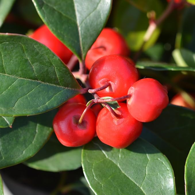 Essences Bulgaria Organic Wintergreen Essential Oil 0.51 Fl Oz | 15ml | Gaultheria procumbens | 100% Pure | Natural | Undiluted | Therapeutic Grade | Aromatherapy | Cosmetics | Cruelty Free | Vegan