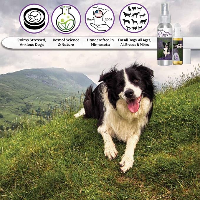 The Blissful Dog Border Collie Relax Dog Aromatherapy Spray for Your Dog's Anxiety