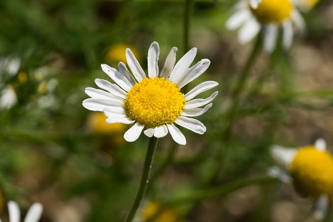 US Organic 100% Pure Chamomile (Roman) Essential Oil - USDA Certified Organic, Steam Distilled - W/Euro Dropper (More Size Variations Available) (5 ml / 1/6 fl oz)