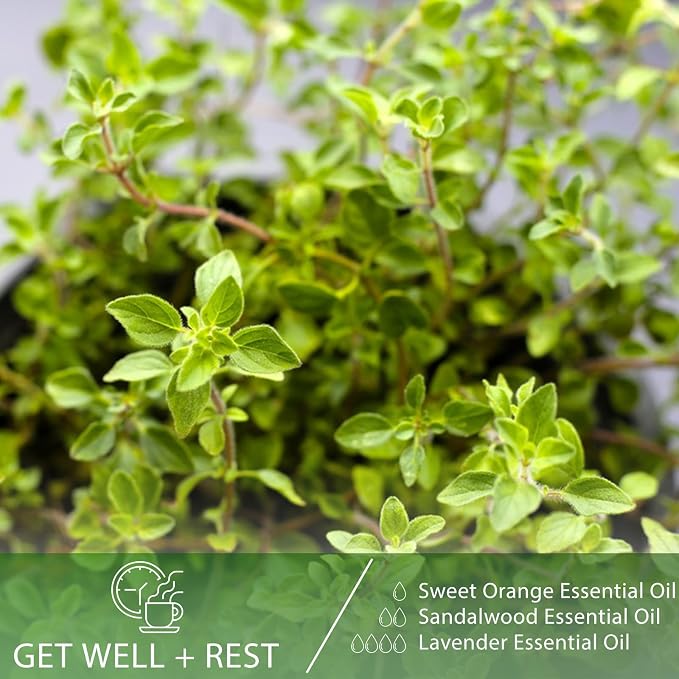 Oregano 1.01fl.oz Essential Oil, PHATOIL Pure Aromatherapy Oils for Diffuser, Humidifier, Perfect for DIY Soap, Candle, Bath Bombs Making(30ml)