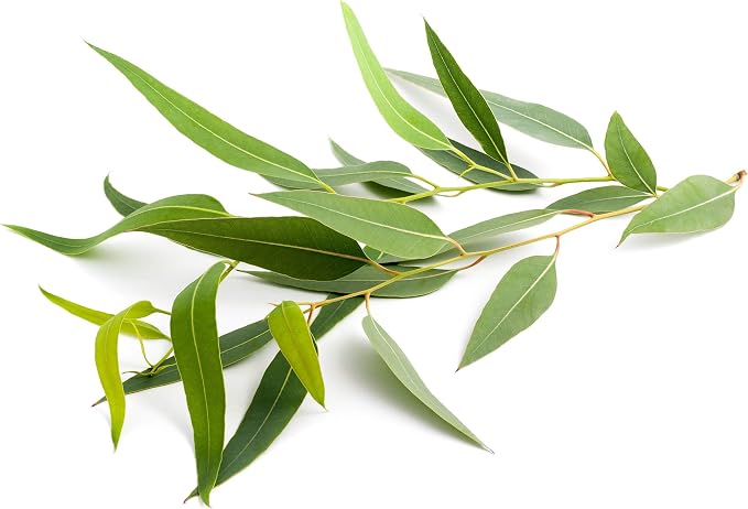 US Organic 100% Pure Eucalyptus Essential Oil (Radiata) - USDA Certified Organic, Steam Distilled - W/Euro droppers (More Size Variations Available) (15 ml / .5 fl oz)