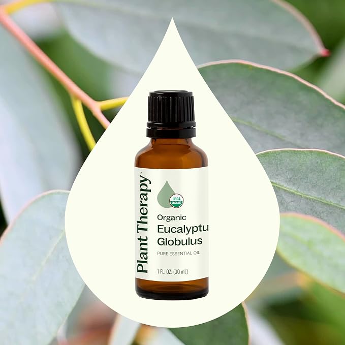 Plant Therapy Organic Eucalyptus Globulus Essential Oils 30 mL (1 oz), 100% Pure, USDA Certified Organic, Undiluted, Natural Aromatherapy for Respiratory Support & Focus