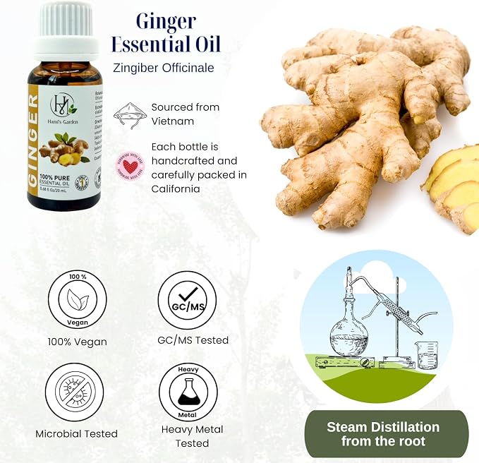 Hami’s Garden Ginger Essential Oil – 100% Pure and Natural – Premium Grade with Glass Dropper – for Massage, Skin Care, DIY Products and Diffuser – 0.68 fl Oz/20 mL