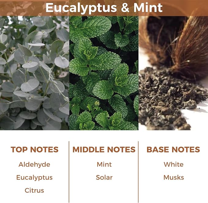 Eucalyptus & Mint Essential Reed Diffuser Set,100ml(3.38fl.oz) Scented Oil,Room Diffuser with 6 Sticks for Living Room,Office,Bedroom