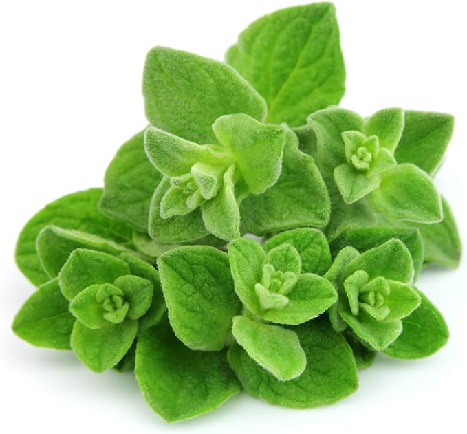 ArOmis Organic Oregano Essential Oil - 100% Pure Therapeutic Grade - Undiluted, Premium Oil - 150 Micron Filtered, Perfect for Aromatherapy Diffusers (10ml / .34 fl oz)
