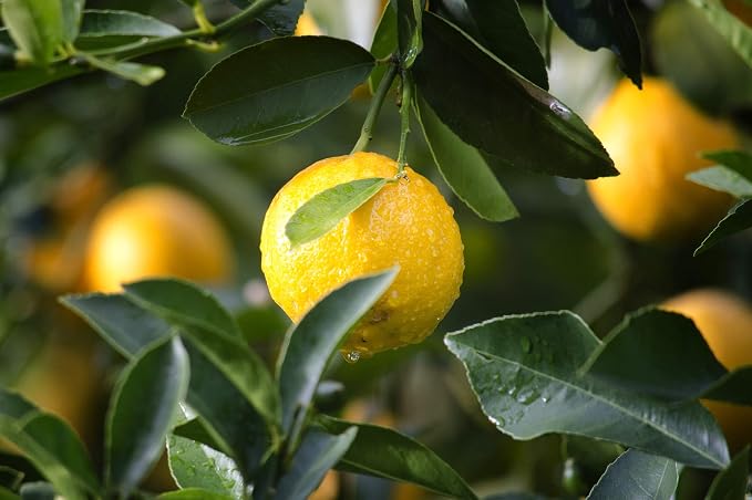ArOmis Organic Lemon Essential Oil - 100% Pure Therapeutic Grade - Undiluted, Premium Oil - 150 Micron Filtered, Perfect for Aromatherapy Diffusers (30ml / 1 fl oz)