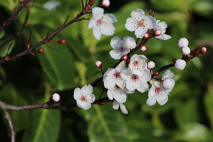 Manuka Essential Oil - New Zealand - 100% Pure and Natural, Undiluted - Promotes Natural Solution for Relaxation with Soothing, Fresh and Earthy Aroma - 0.17 fl oz (5ml)