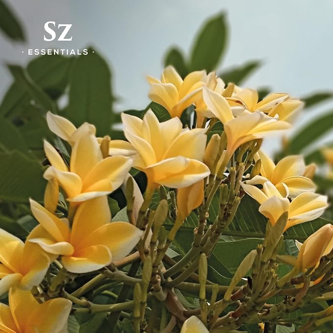Ylang Ylang Essential Oil - First Distillation Only - Extra Grade - The Real Deal - 100% Pure and Natural - Undiluted - 5ml